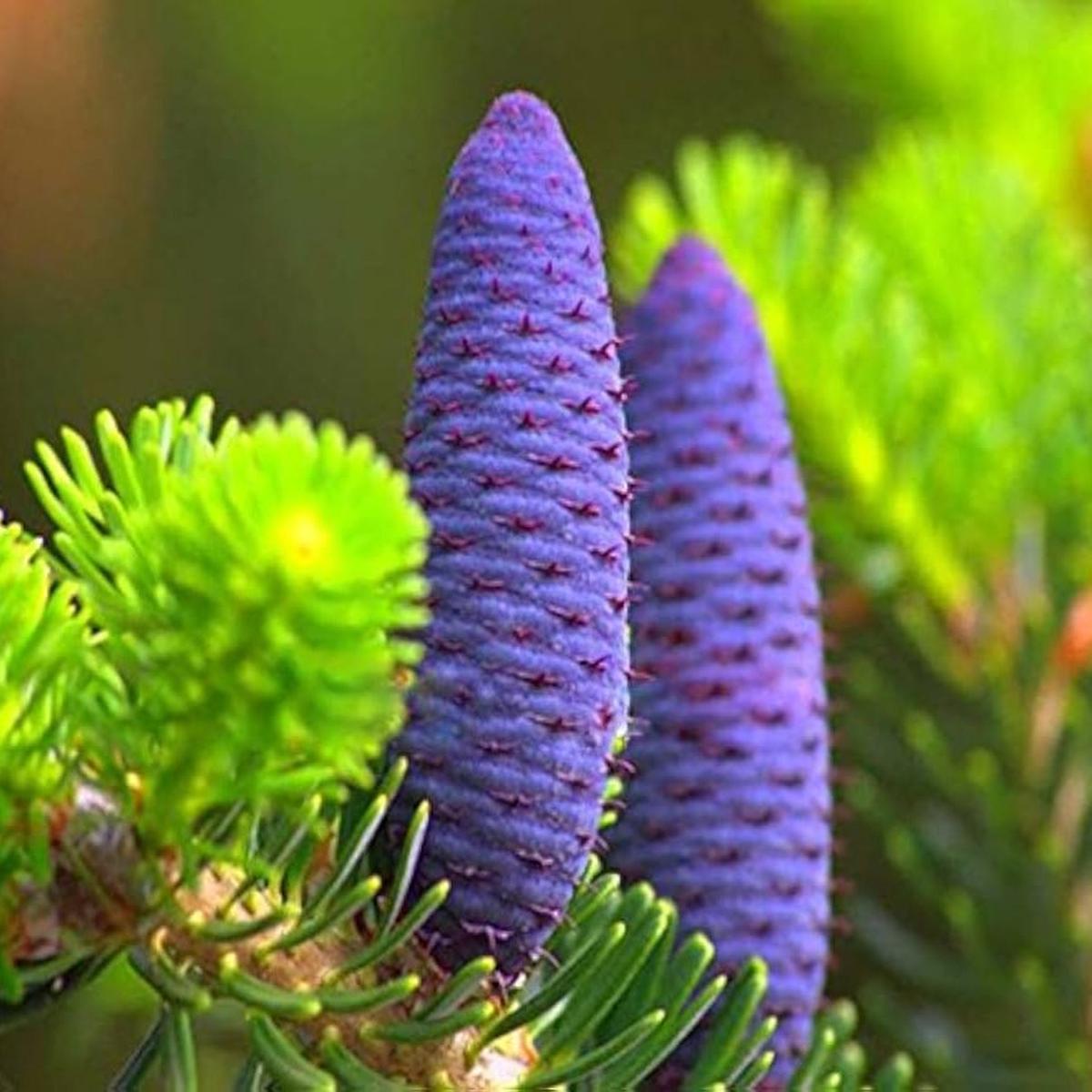 Purple Abies Flower seeds for Planting - Compact Growth, Heirloom & GMO Free Seeds for Home Garden