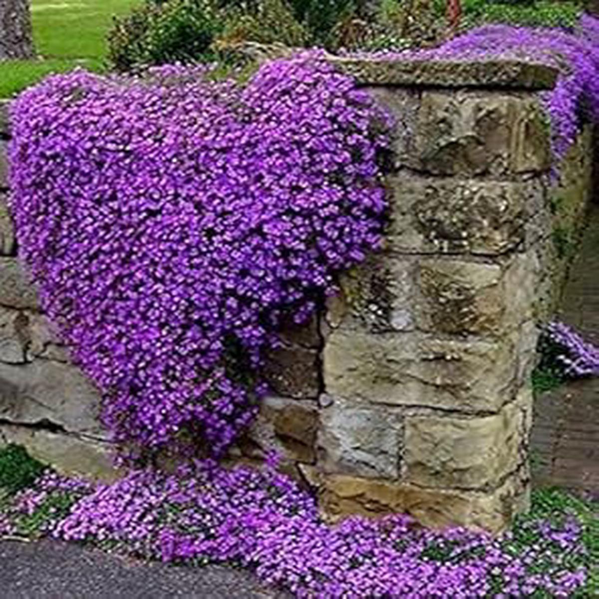 Purple Cress Flower seeds for Planting - Colorful Display, Heirloom & GMO Free Seeds for Home Garden