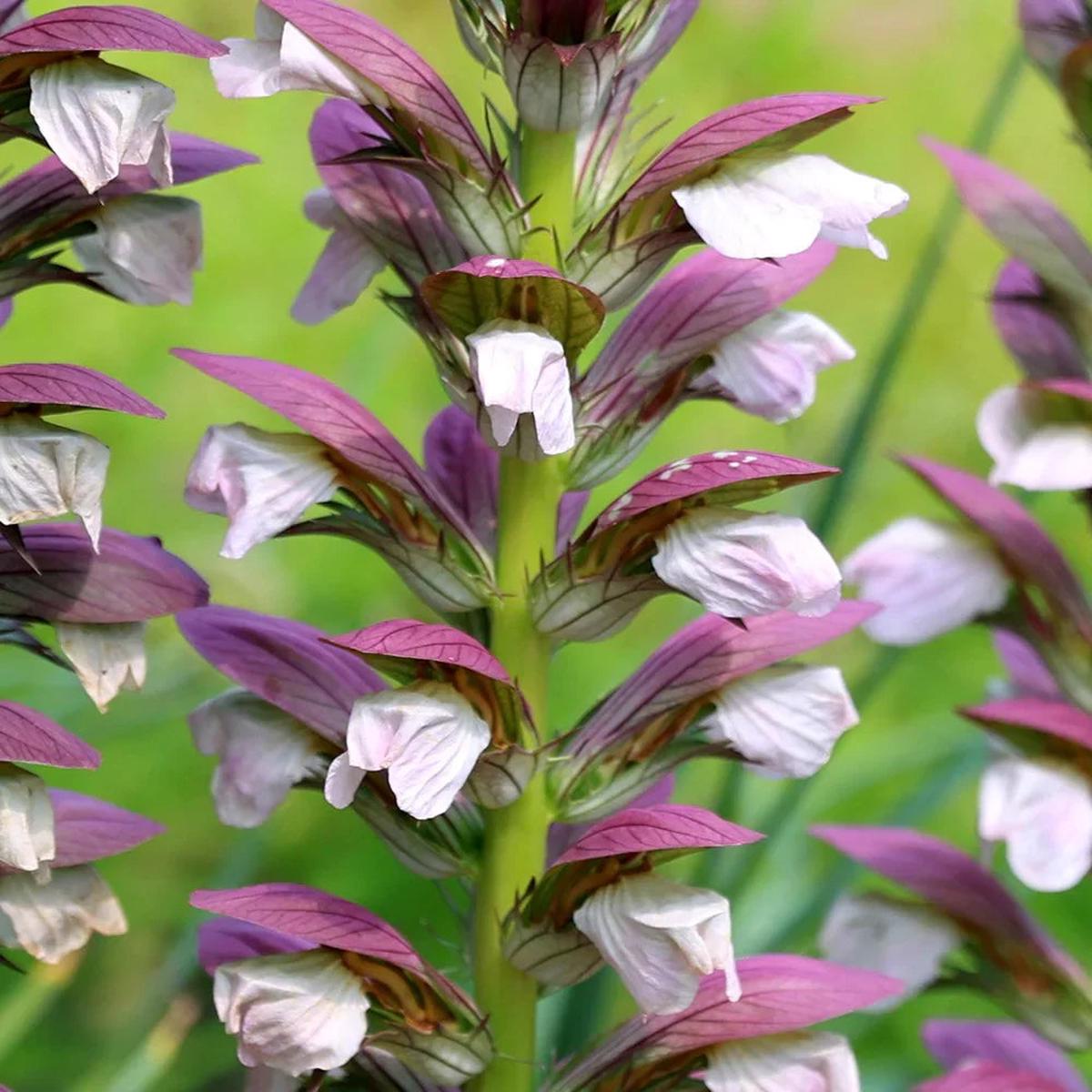 Purple White Acanthus Flower seeds for Planting Perfect for Borders Heirloom & GMO Free Seeds for Home Garden Sale