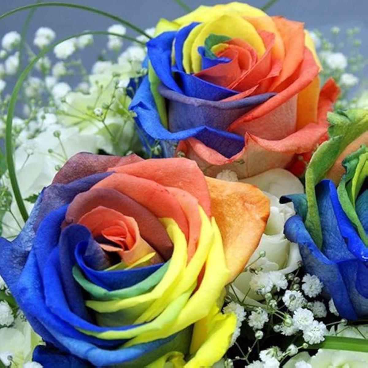 Rainbow Mixed Flower Seeds for Planting | Heirloom Non-GMO Organic Garden Seeds High Germination
