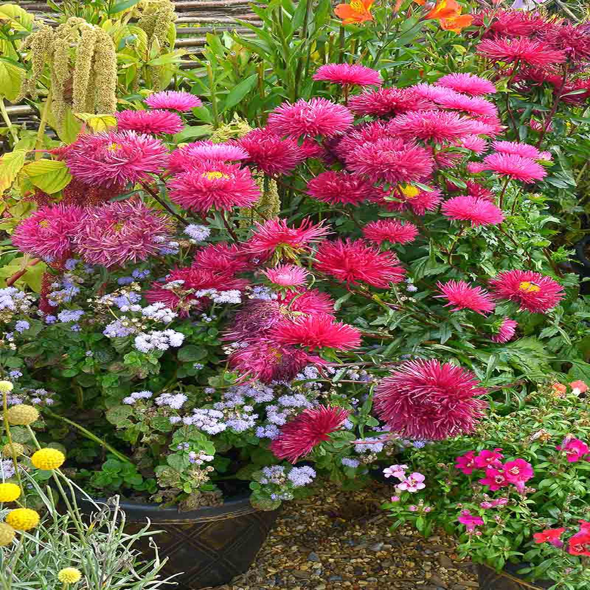 Red China Aster Flower Seeds for Planting  Heirloom, Non-GMO, High Germination, Cut Flower Favorite