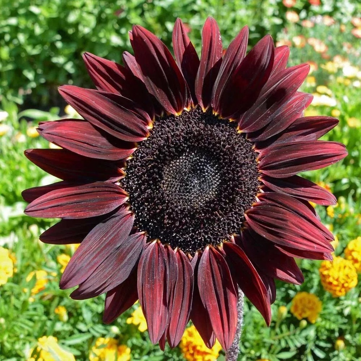 Red Heirloom Non Gmo Cherry Sunflower For Planting Bold Garden Blooms Flower Seeds for Home Garden