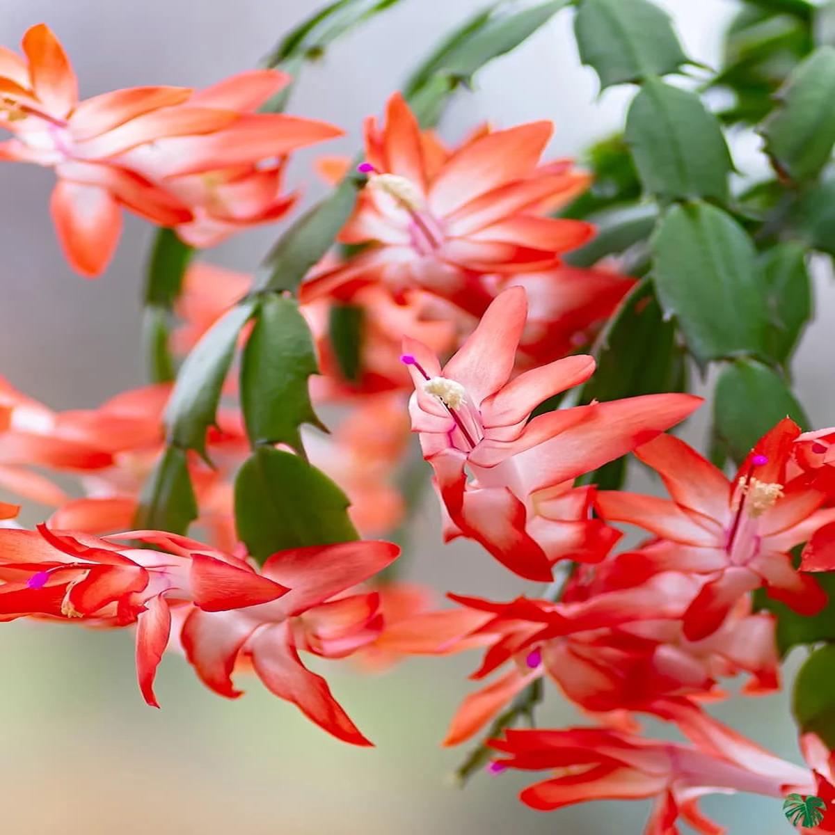 Red Schlumbergera Flower Seeds for Planting Heirloom Non-GMO, High Germination Organic Garden Seeds