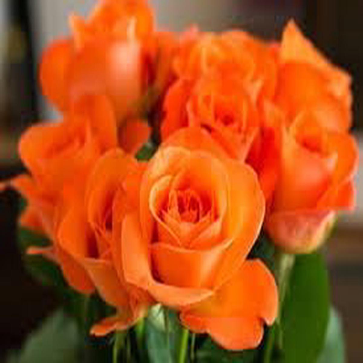 Roseflower Seeds for Planting, Heirloom, Non-GMO