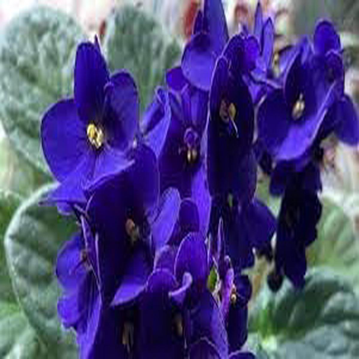 Saintpaulia Flower seeds for Planting Long Bloom Season Heirloom & GMO Free Seeds for Home Garden