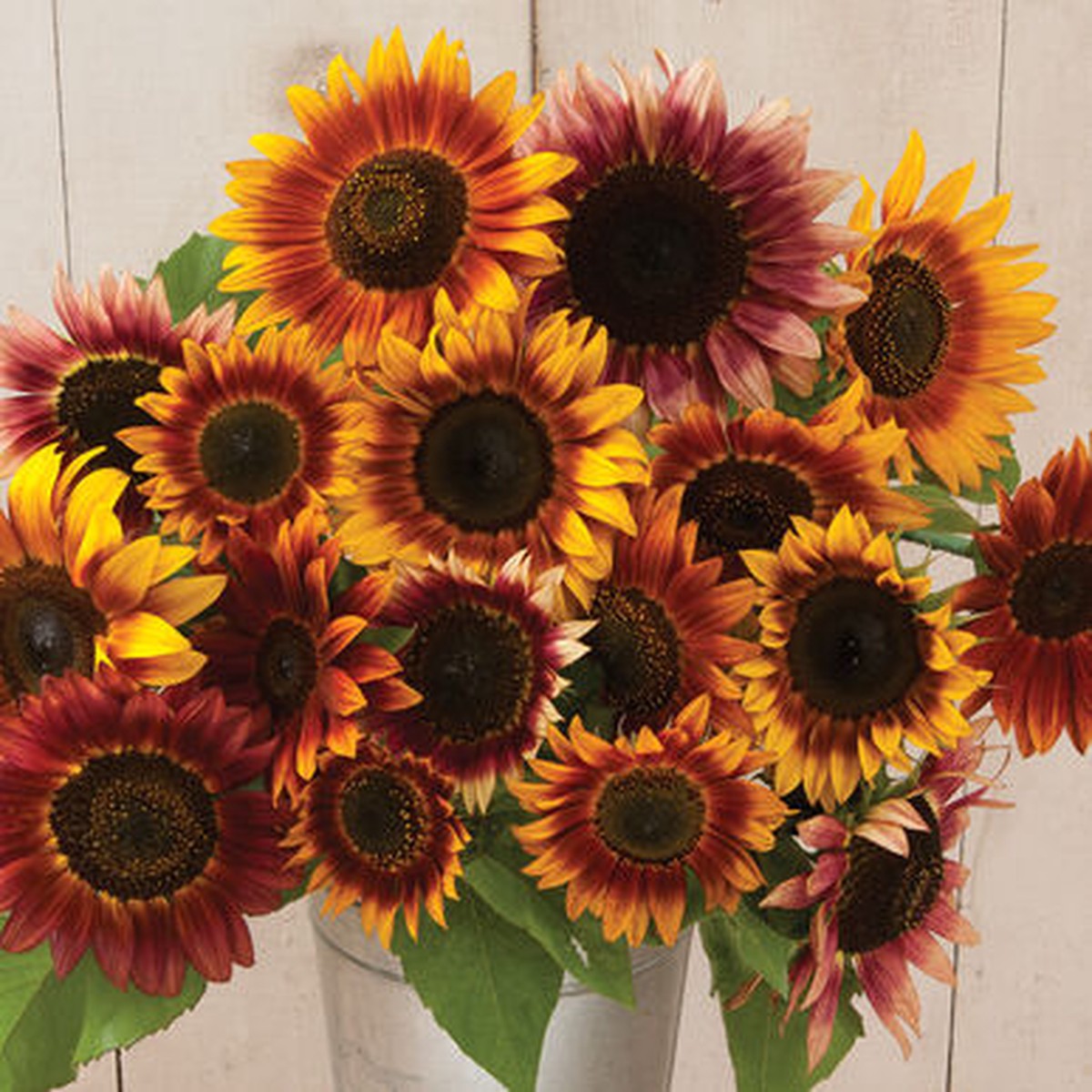 Sunflower Autumn Beauty Imported Heirloom, Non-GMO, High Germination Organic Garden Seeds