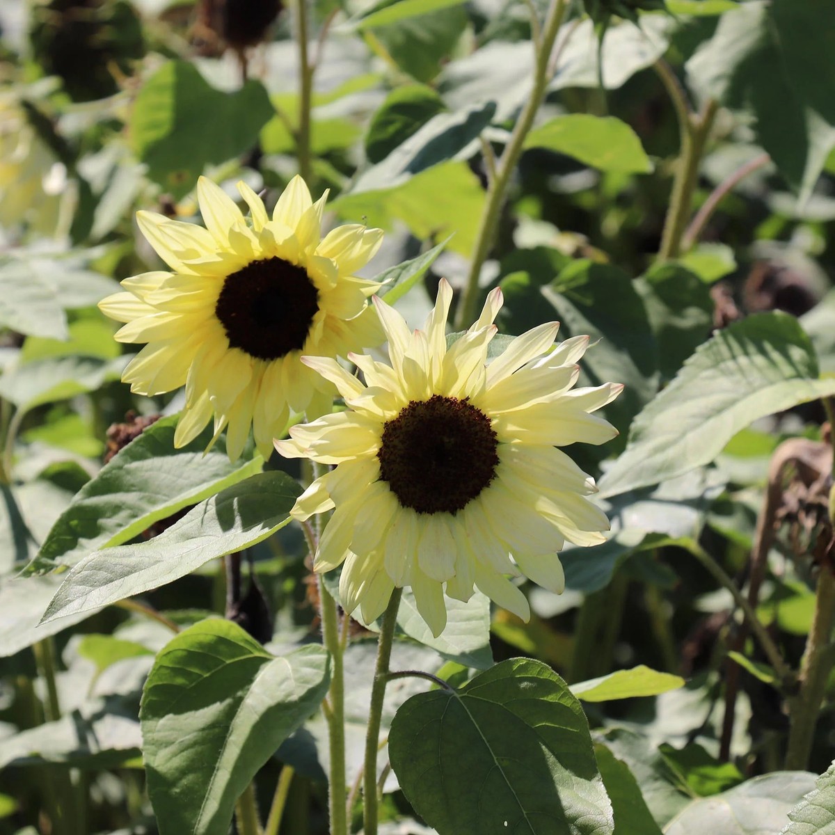 Sunflower Buttercream Flower Heirloom Non Gmo Flower For Planting Flower Seeds for Home Garden