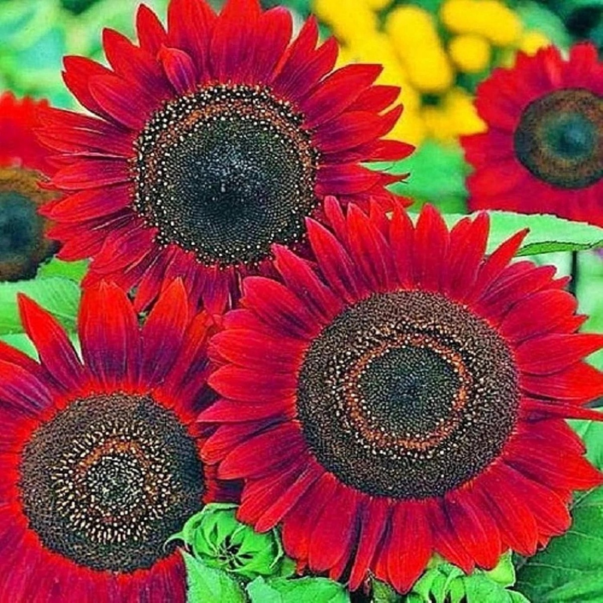 Sunflower Seeds for Planting- Vibrant Red Velvet Queen Shipping Heirloom, Non-GMO, High Germination Organic Garden Seeds