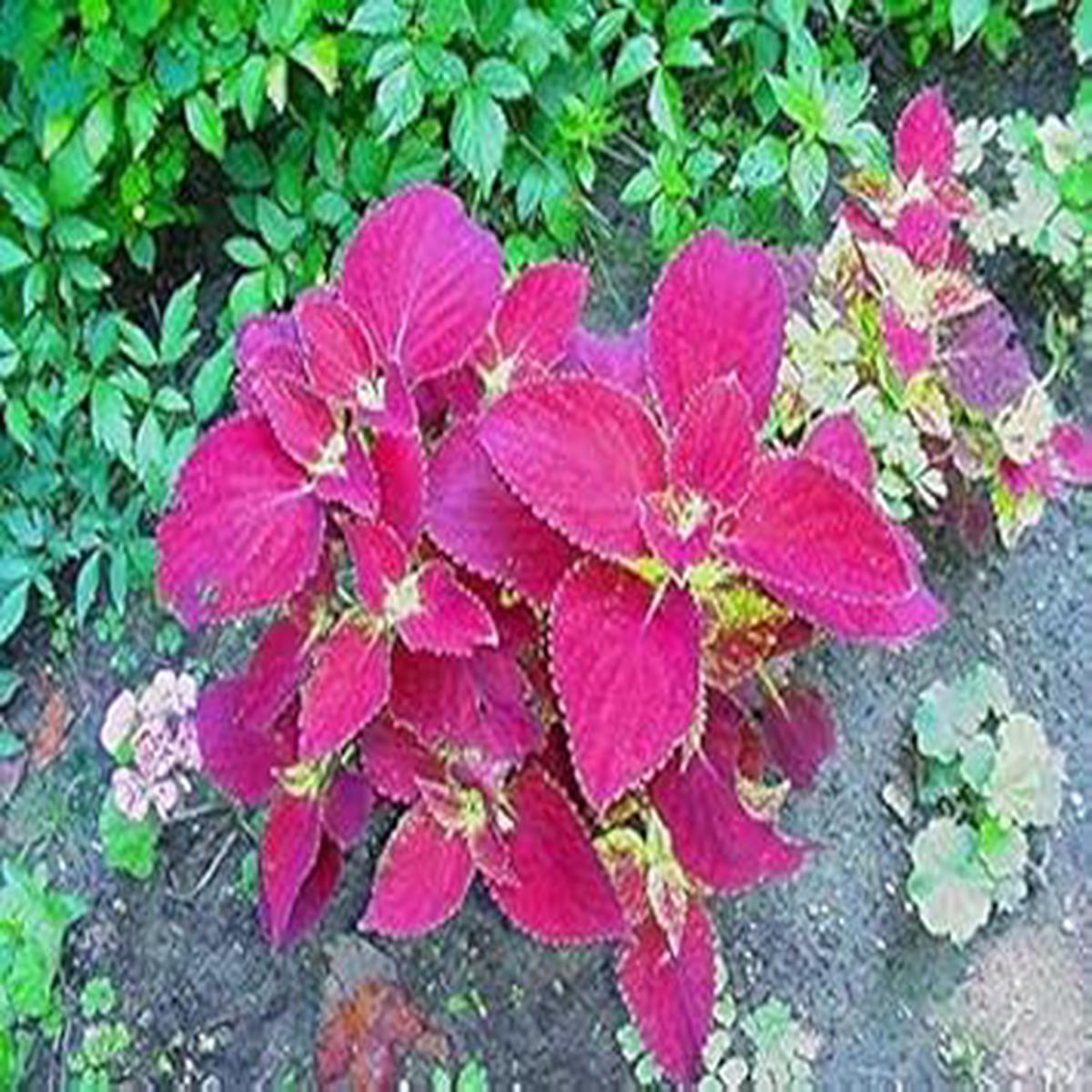 Velvet Coleus Jazz Flower seeds for Planting - Pollinator Friendly, Heirloom & GMO Free Seeds for Home Garden