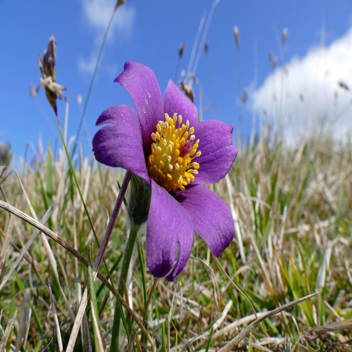 Violet Anemone Pulsatilla Flower Seeds  Heirloom, Non-GMO, High Germination Seeds for Planting