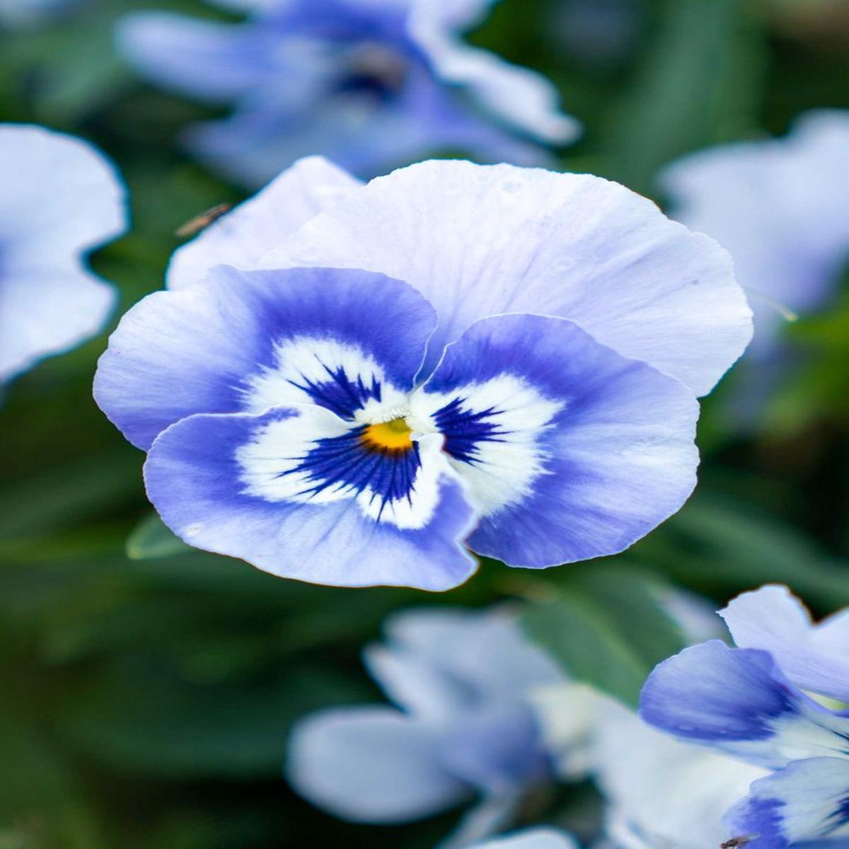 White Blue Pansy Flower Seeds for Planting Heirloom, Non-GMO, Shade Tolerant High Germination Seeds