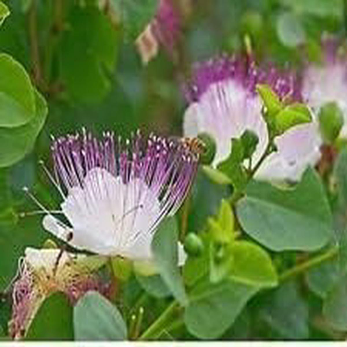 White Capparis Spinosa Flower seeds for Planting - Perfect for Borders, Heirloom & GMO Free Seeds for Home Garden