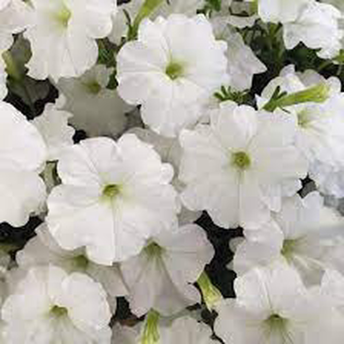 White Petunia Flower For Planting Heirloom Non Gmo Garden Easy To Grow Blooms Flower Seeds for Home