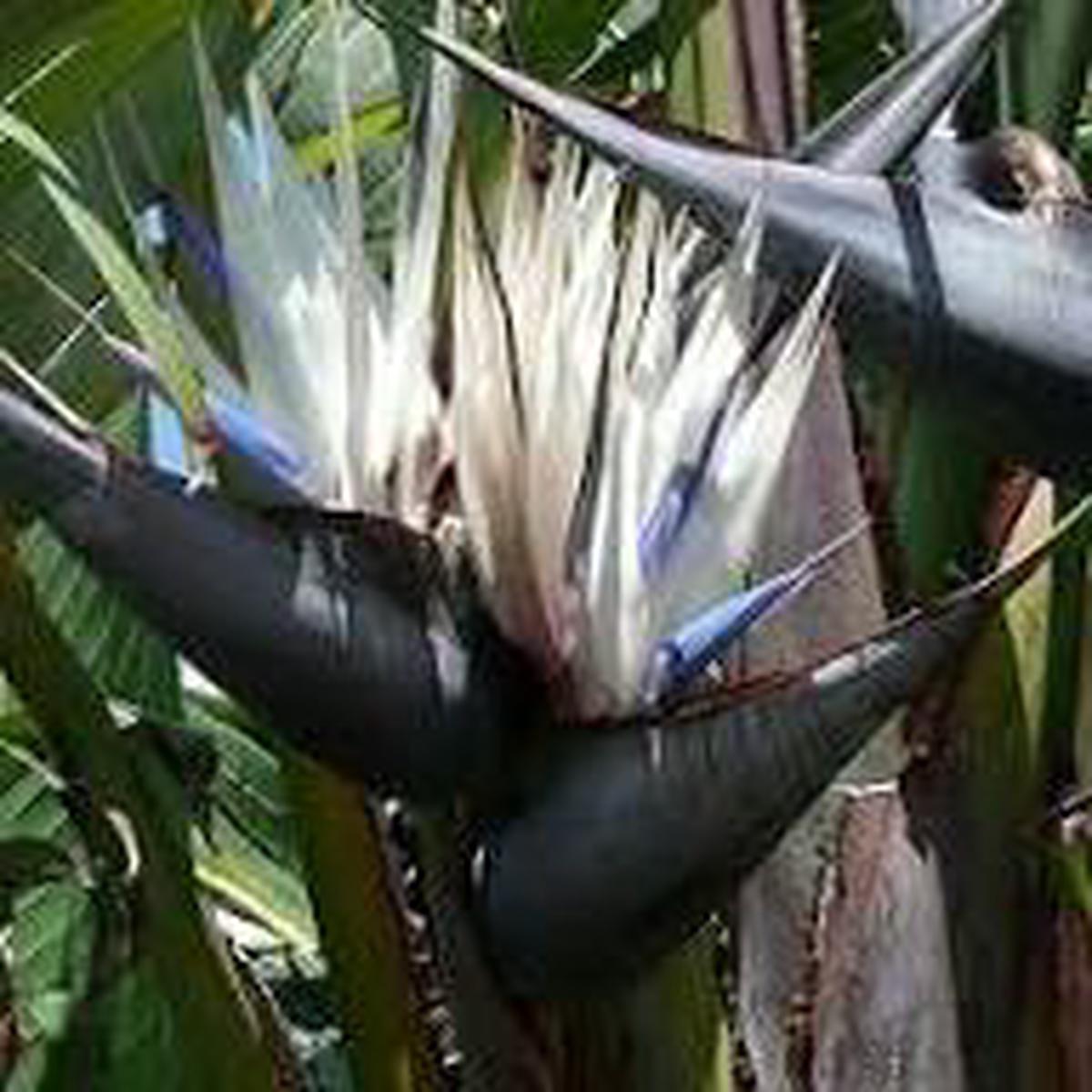 White Strelitzia Reginae House Flower Seeds for Planting  Heirloom, Non-GMO, Fragrant Organic Garden Seeds