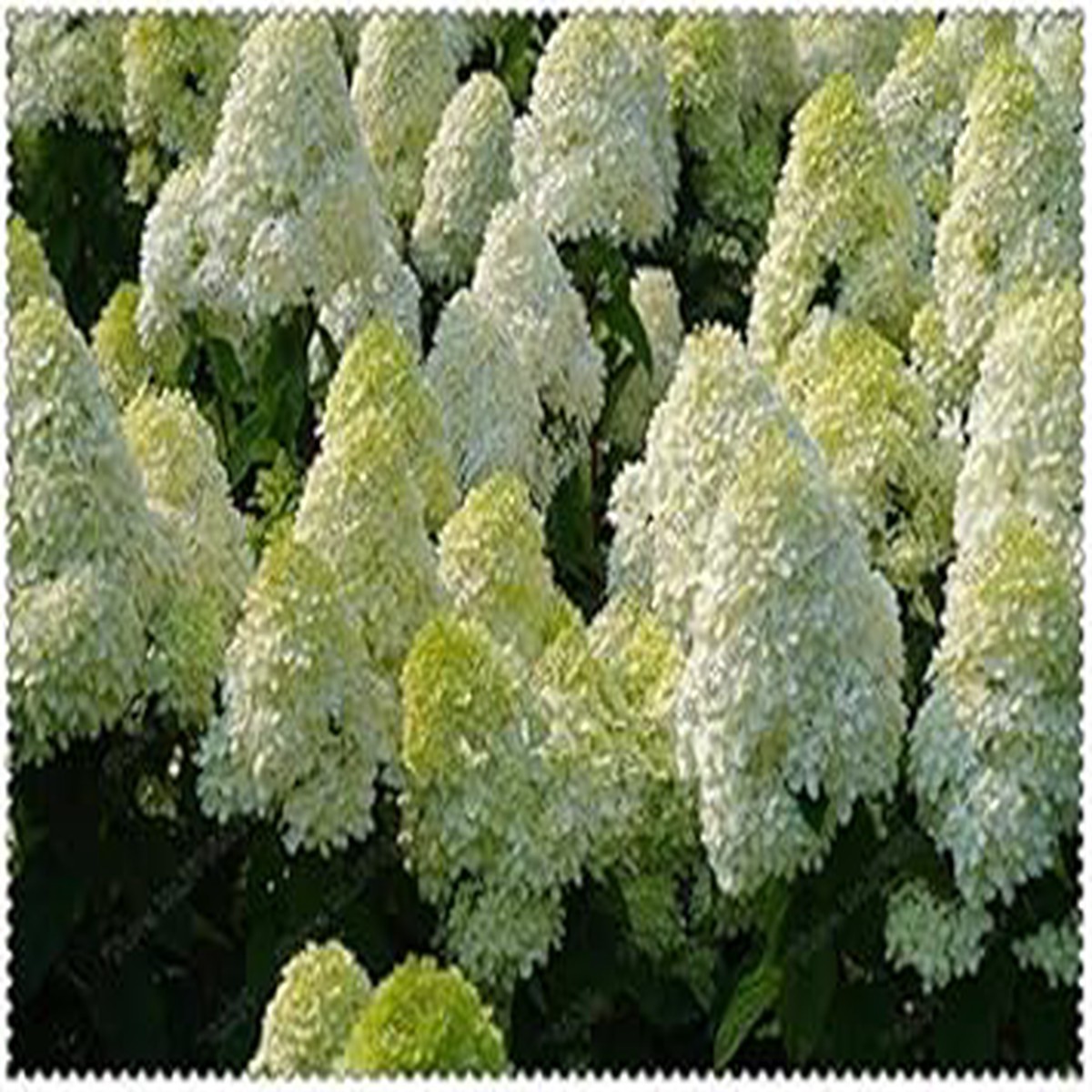 White Vanilla Fraise Flower For Planting Flower Seeds for Home Garden Planting, Colorful Organic