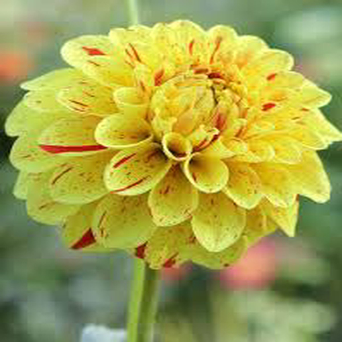 Yellow Pompon Dahlia Flower Seeds for Planting Heirloom, Non-GMO, Garden Favorite Seeds