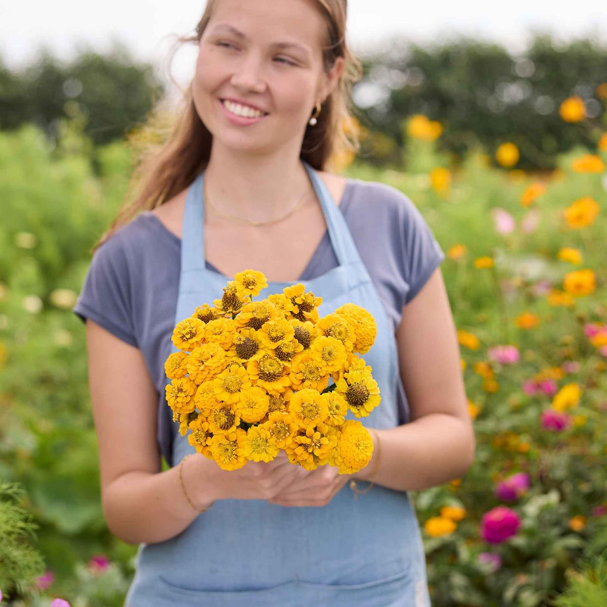 Zinnia Seeds - Lilliput Yellow