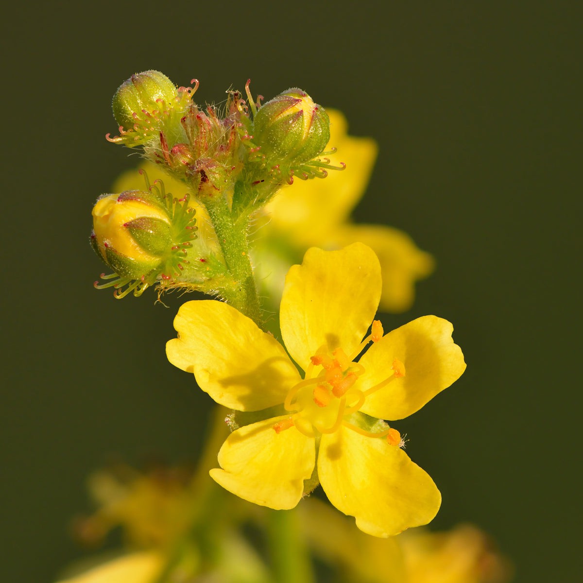 Agrimony Flower seeds for Planting Sun Loving Heirloom & GMO Free Seeds for Home Garden Sale