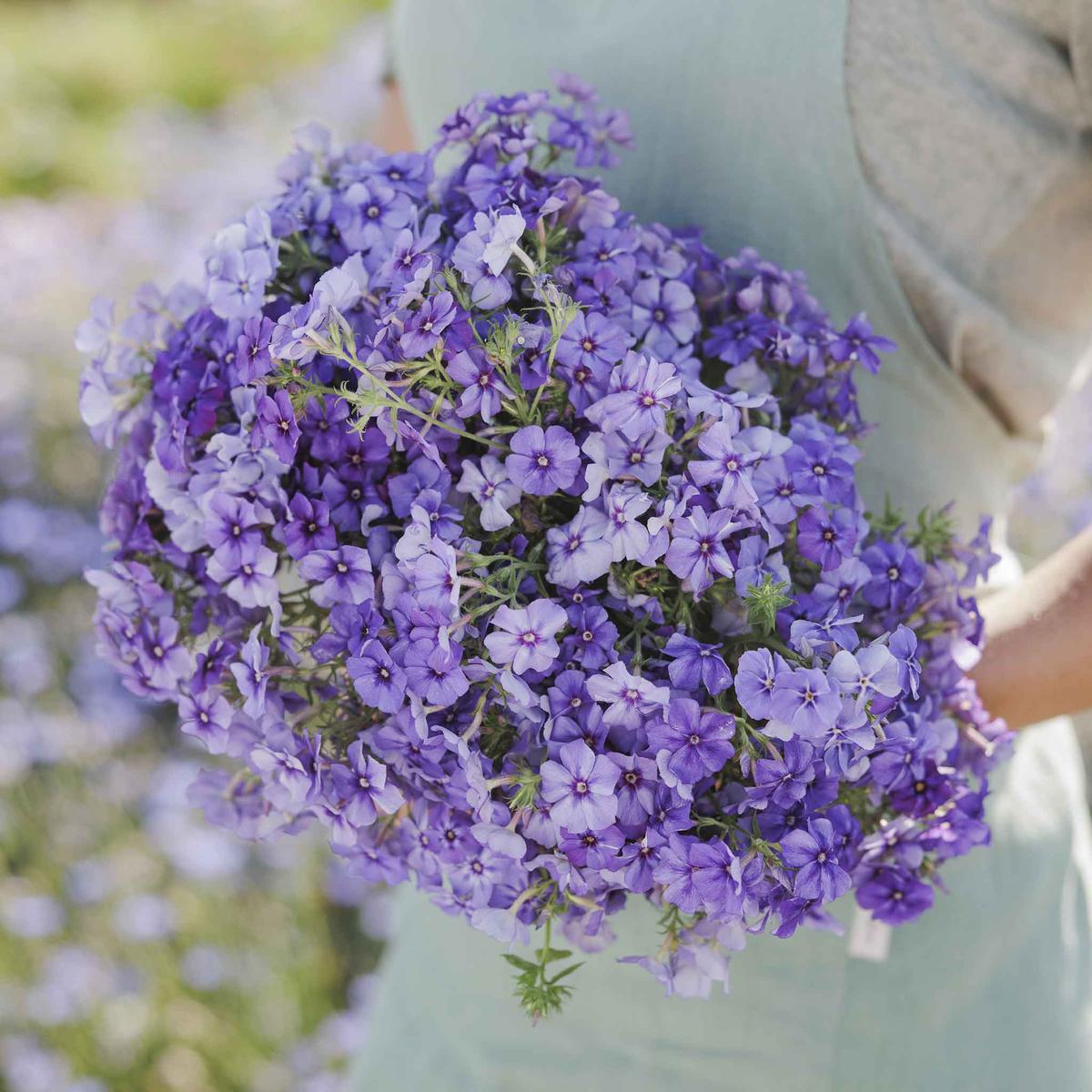 Annual Phlox Seeds - Beauty Blue