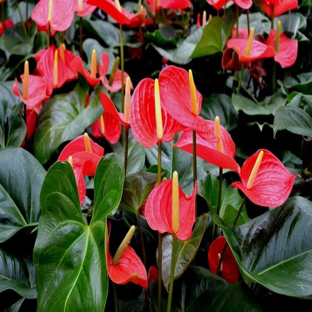 Anthurium Anthurium raeanum Rare Flower For Planting Suitable For Potted Balcony Plants