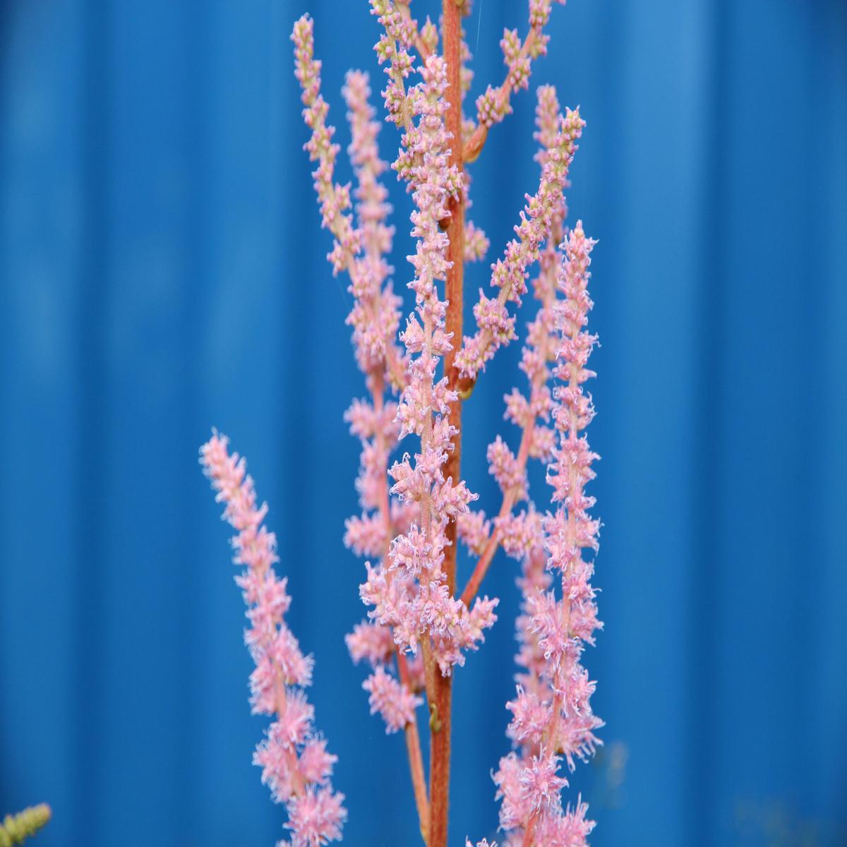 Baby Pink Astilbe Flower Seeds  Long Bloom Season, Heirloom & Non-GMO Seeds for Home Garden