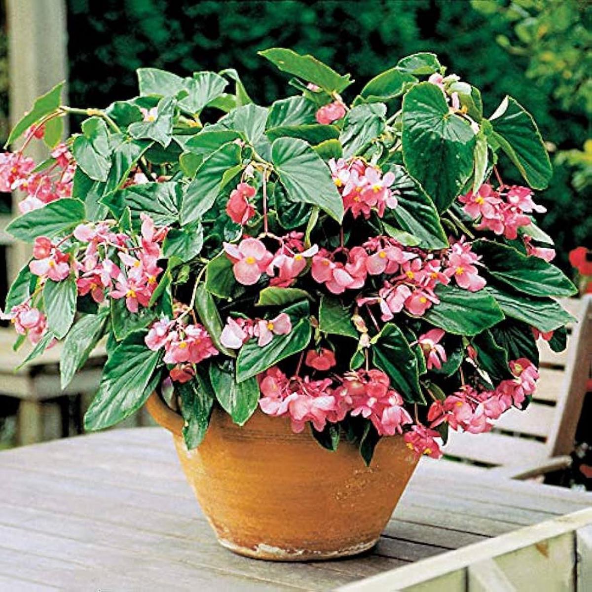 Begonia Begonia semperflorens flower seeds for indoor pots and outdoor gardens