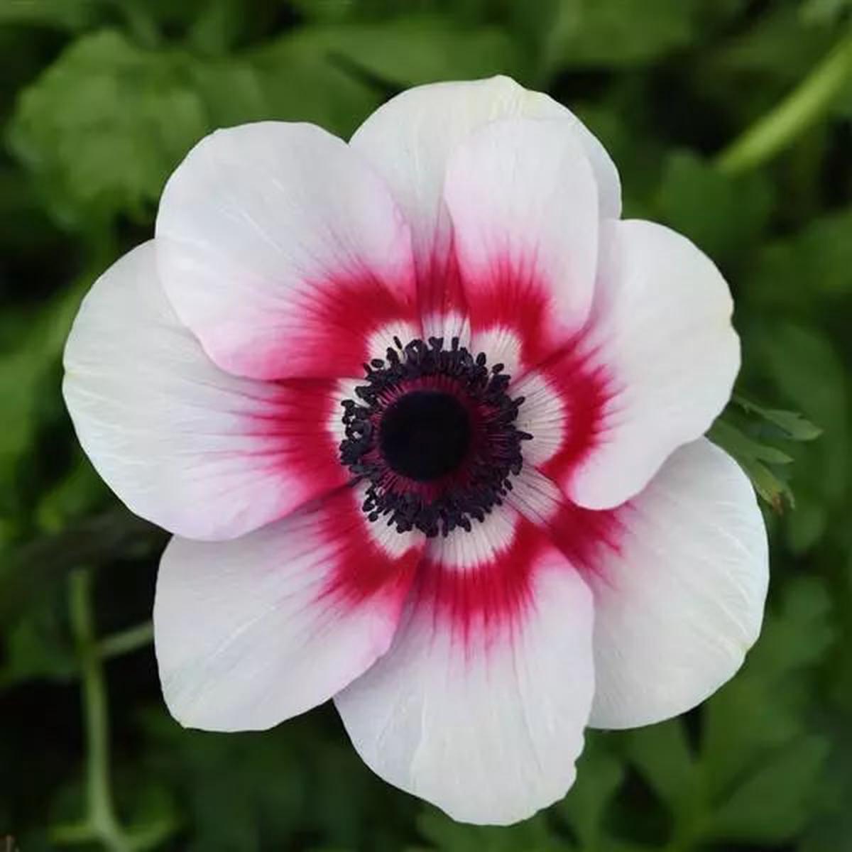 Bicolor Flower Seeds for Planting  Drought Tolerant Heirloom Non-GMO Seeds for Home Garden