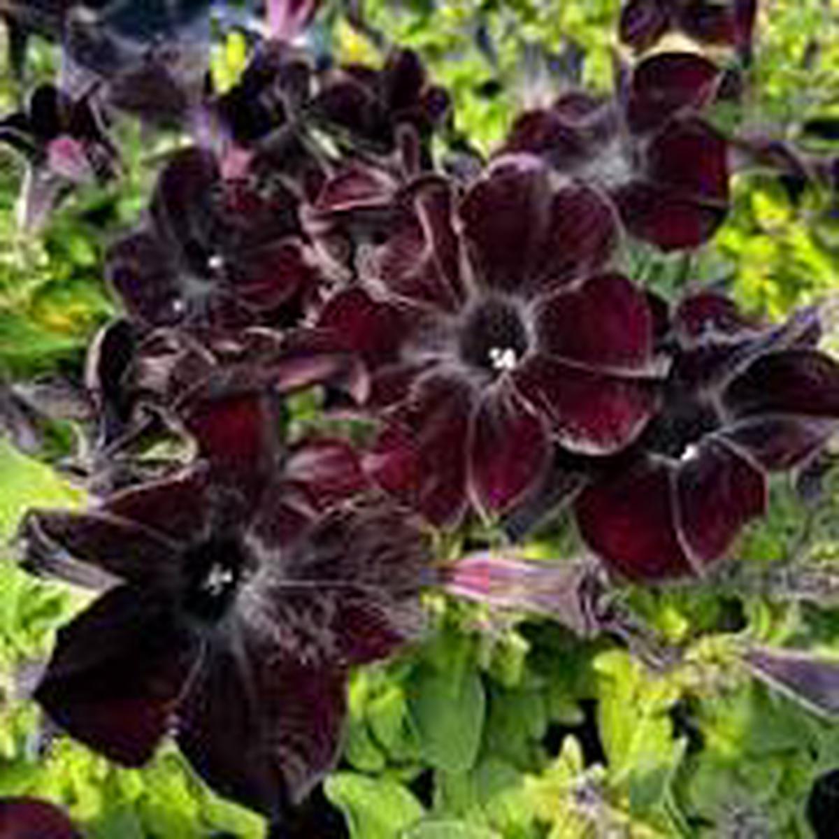 Black Cherry Petunia Flower Seeds for Planting | Heirloom Non-GMO High Germination Organic Garden Seeds