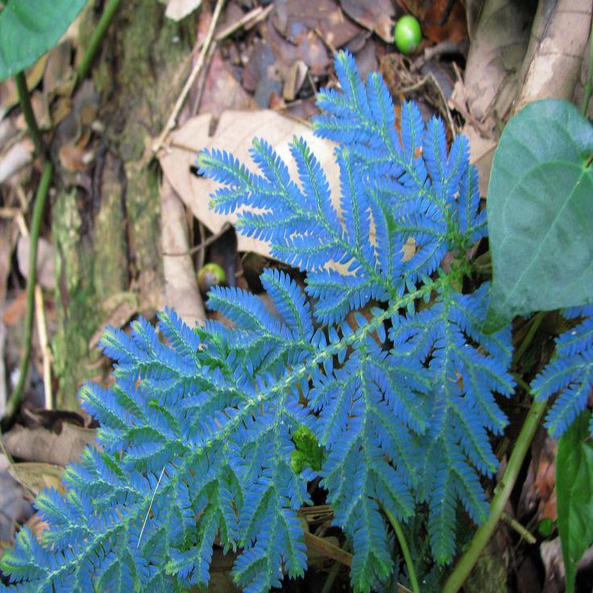 Blue Fern Seeds for Planting  Heirloom, Non-GMO, Colorful Display, High Germination Organic Garden Seeds