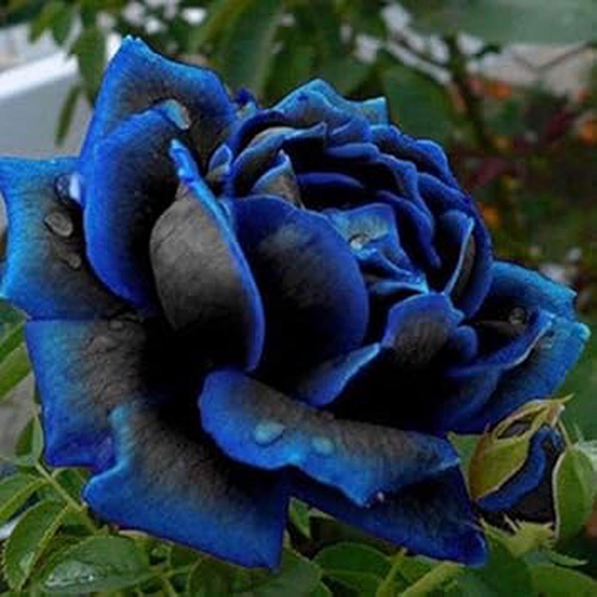 Blue Gray Rose Flower Seeds for Planting Heirloom, Non-GMO Seeds