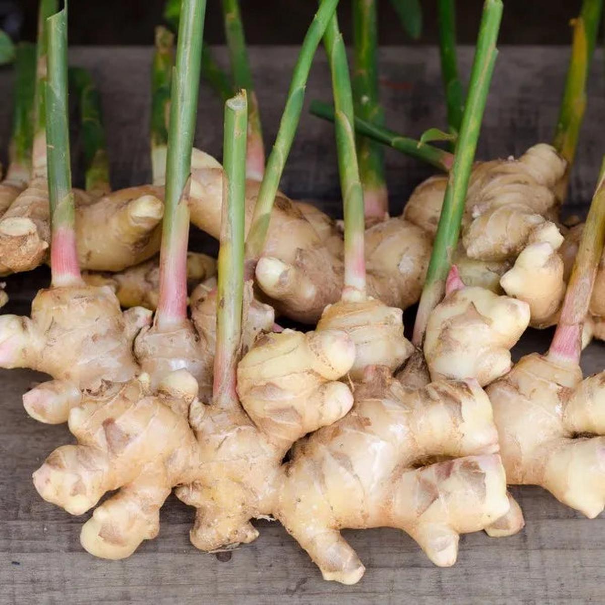 Brown Ginger Flower seeds for Planting Garden Favorite Heirloom & GMO Free Seeds for Home Garden Sale