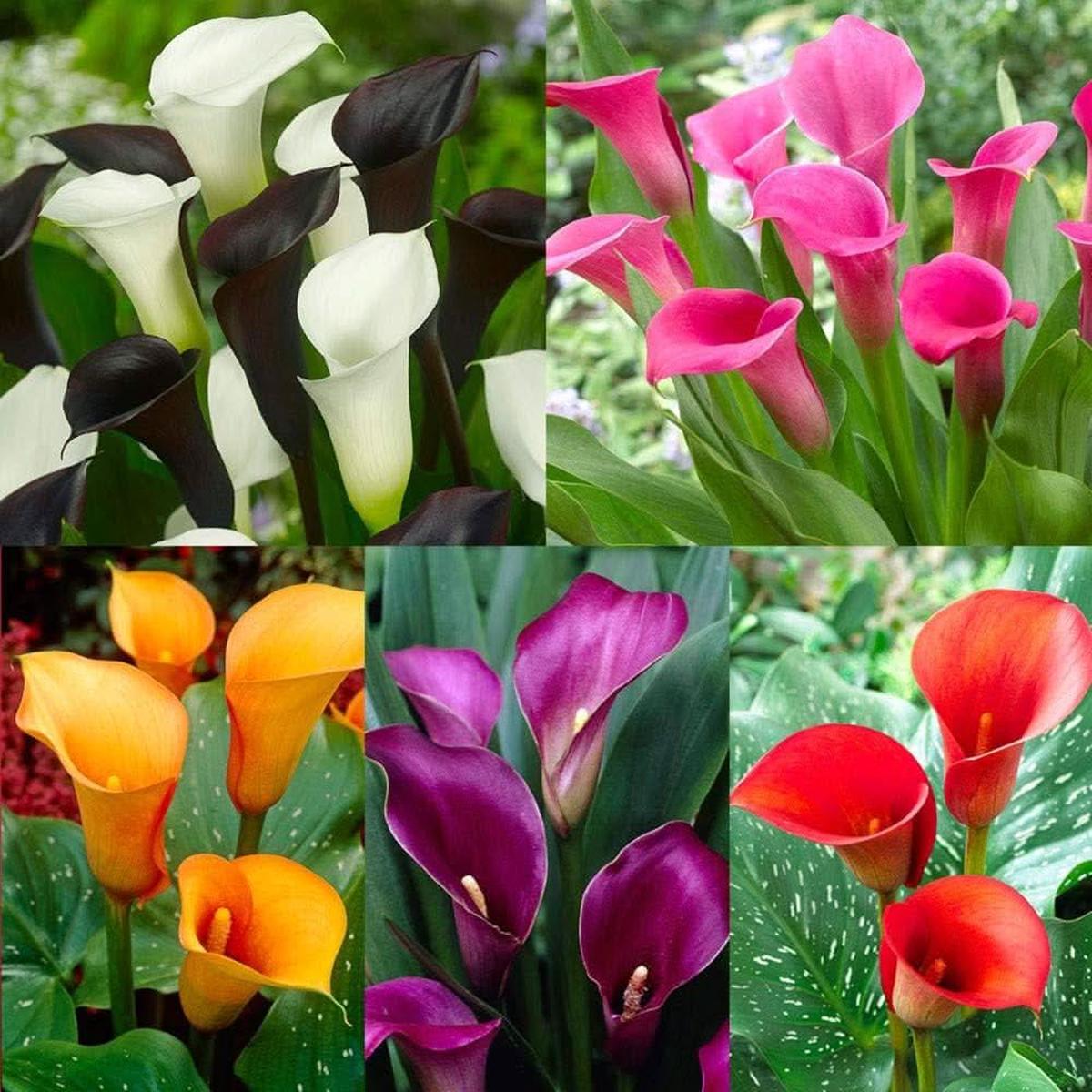 Calla Lily Flower Seeds Zantedeschia aethiopica for Colorful Border or Pot Planting
