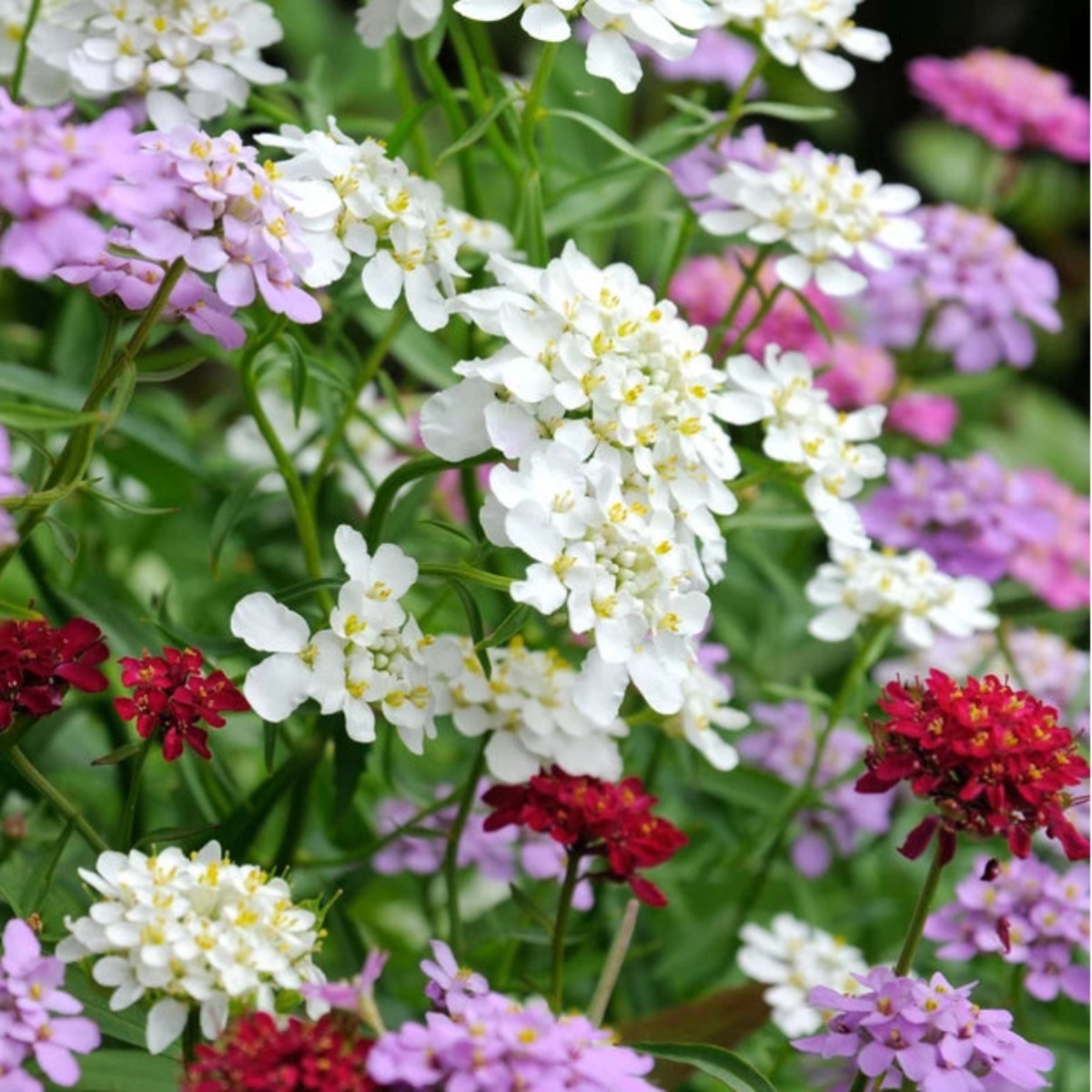 Candytuft (Iberis umbellata) Flower Seeds for Planting Heirloom, Non-GMO, Annual Blooms