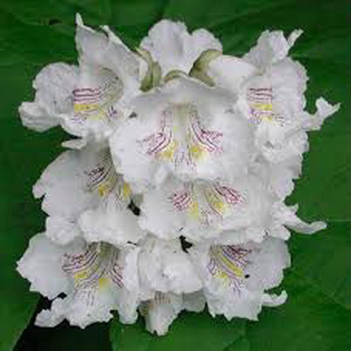 Catalpa Flower Seeds for Planting | Heirloom Non-GMO High Germination Organic Garden Seeds