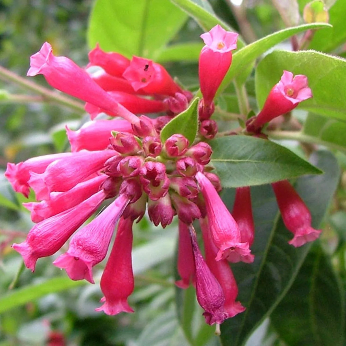 Cestrum Elegans Pink Seeds for Planting  Organic, Heirloom, Non-GMO Flower Seeds