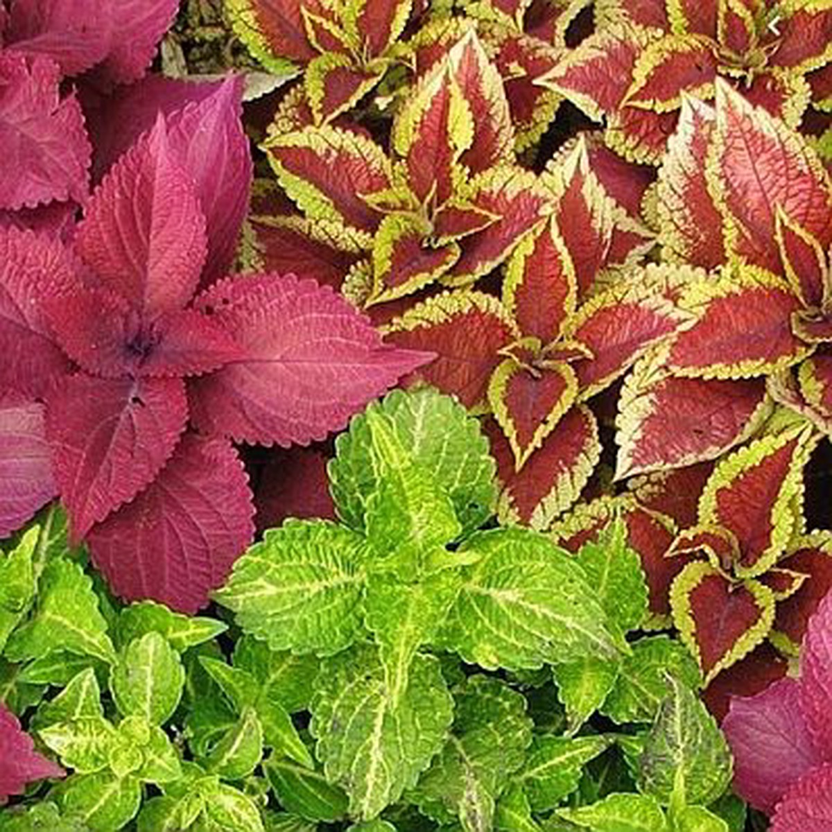 Coleus Blumei Open Pollinated Heirloom, Non-GMO, High Germination Organic Garden Seeds