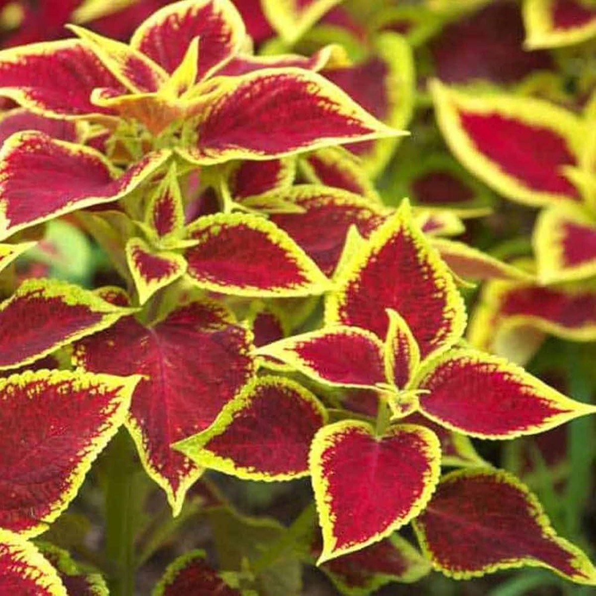 Coleus Jazz Rubin Solenostemon scutellarioides Seeds for Planting for Flower Bed