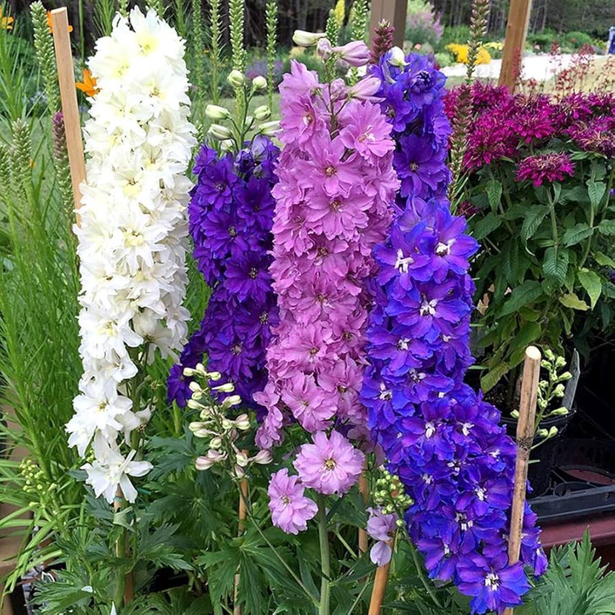 Consolida Ajacis Flower Seeds for Planting  Heirloom, Non-GMO, Easy to Grow, Annual