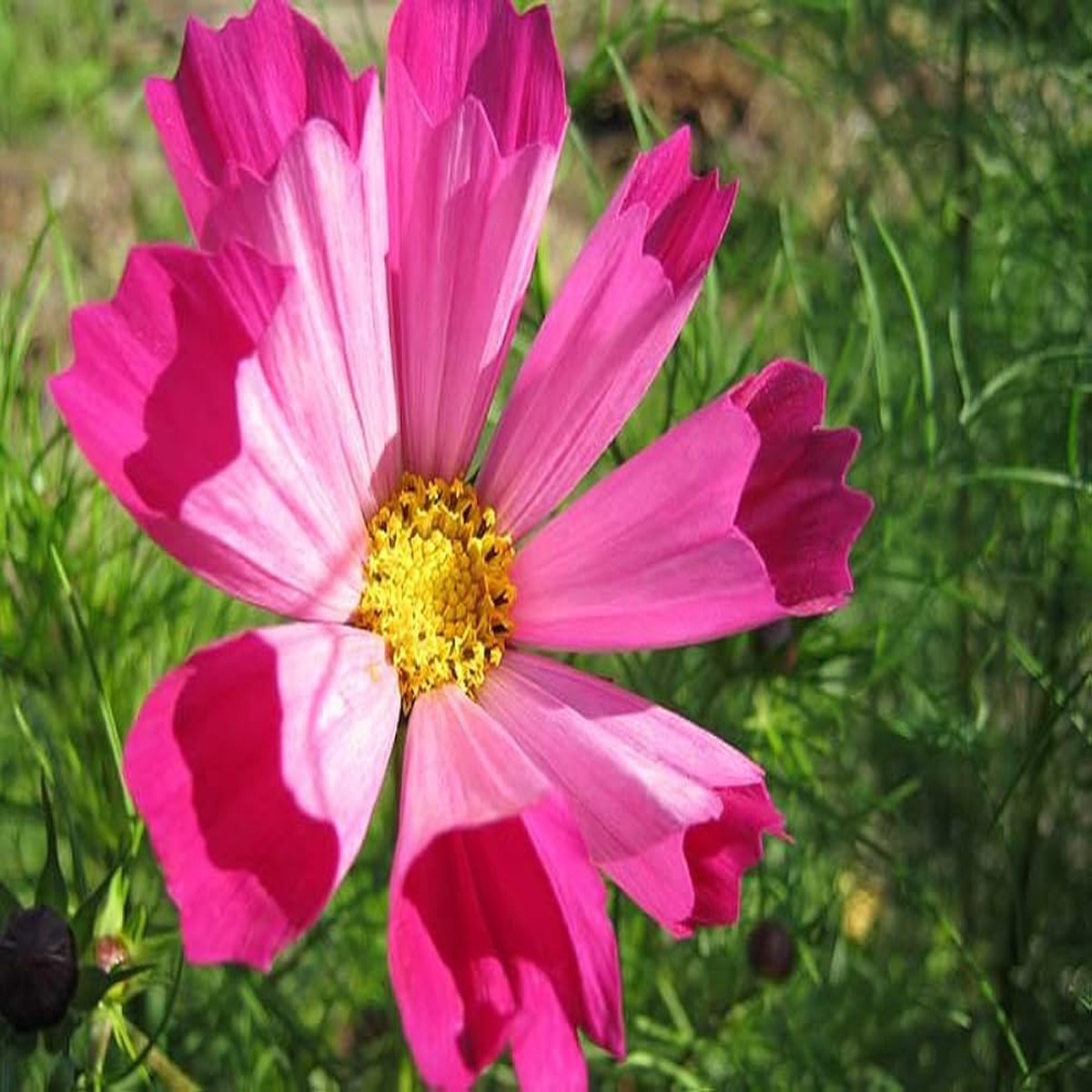 Cosmos Cosmos Bipinnatus Sea Shells Flower Seeds for Planting Unique Petal Shape for Garden Borders and Cut Flowers