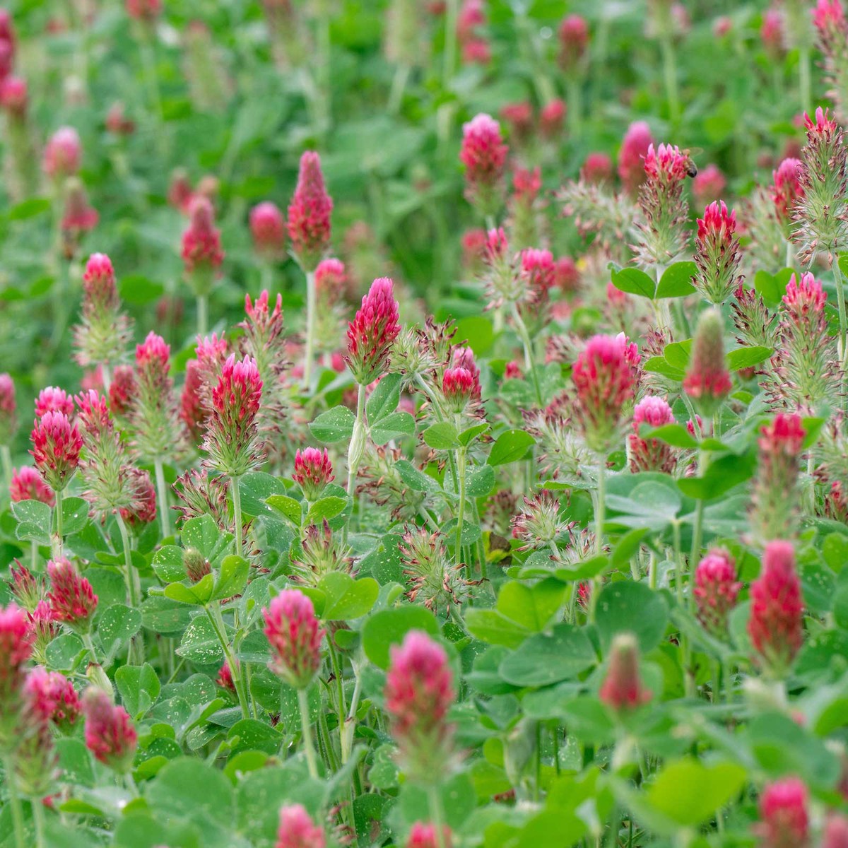Cover Crop Seeds (Organic) - Crimson Clover