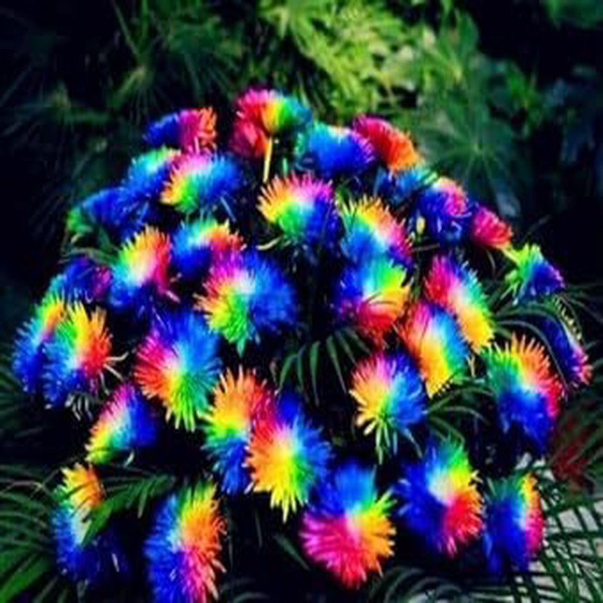 Crisantemos Flower For Planting Organic Heirloom Non Gmo Chrysanthemum Flower Seeds for Home Garden