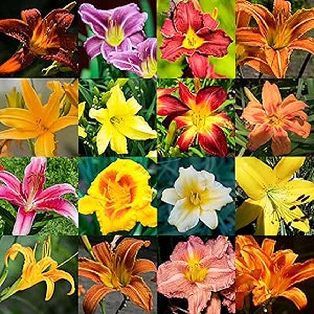 Daylily Hemerocallis spp Flower Seeds for Planting in Flower Bed