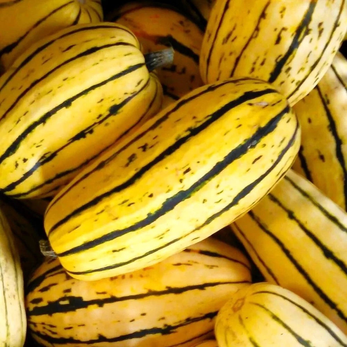 Delicata Squash Seeds FL Grown Heirloom, Non-GMO, High Germination Organic Garden Seeds