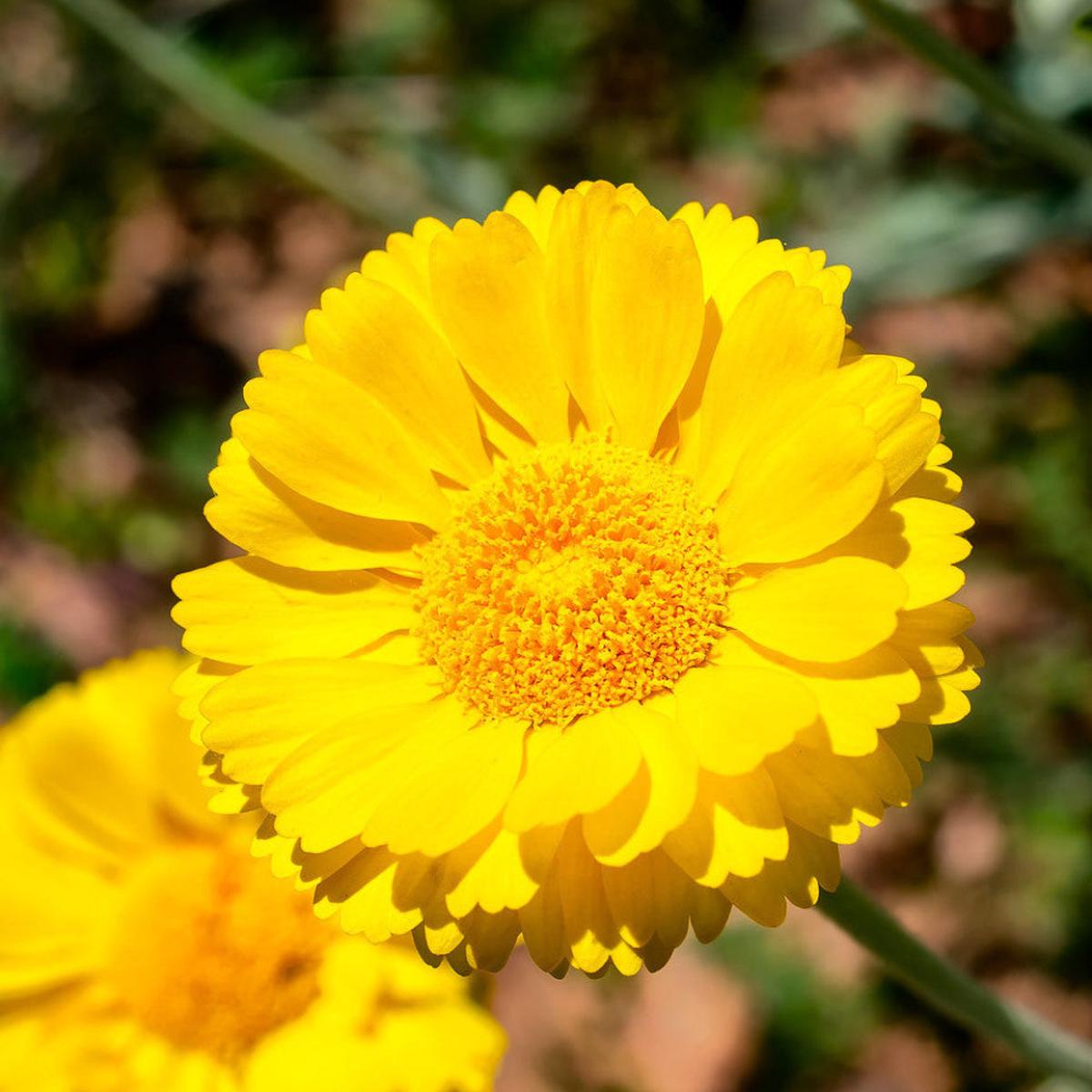 Desert Flower Marigold Seeds for Planting Heirloom, Non-GMO, Easy to Grow, Annual Blooms
