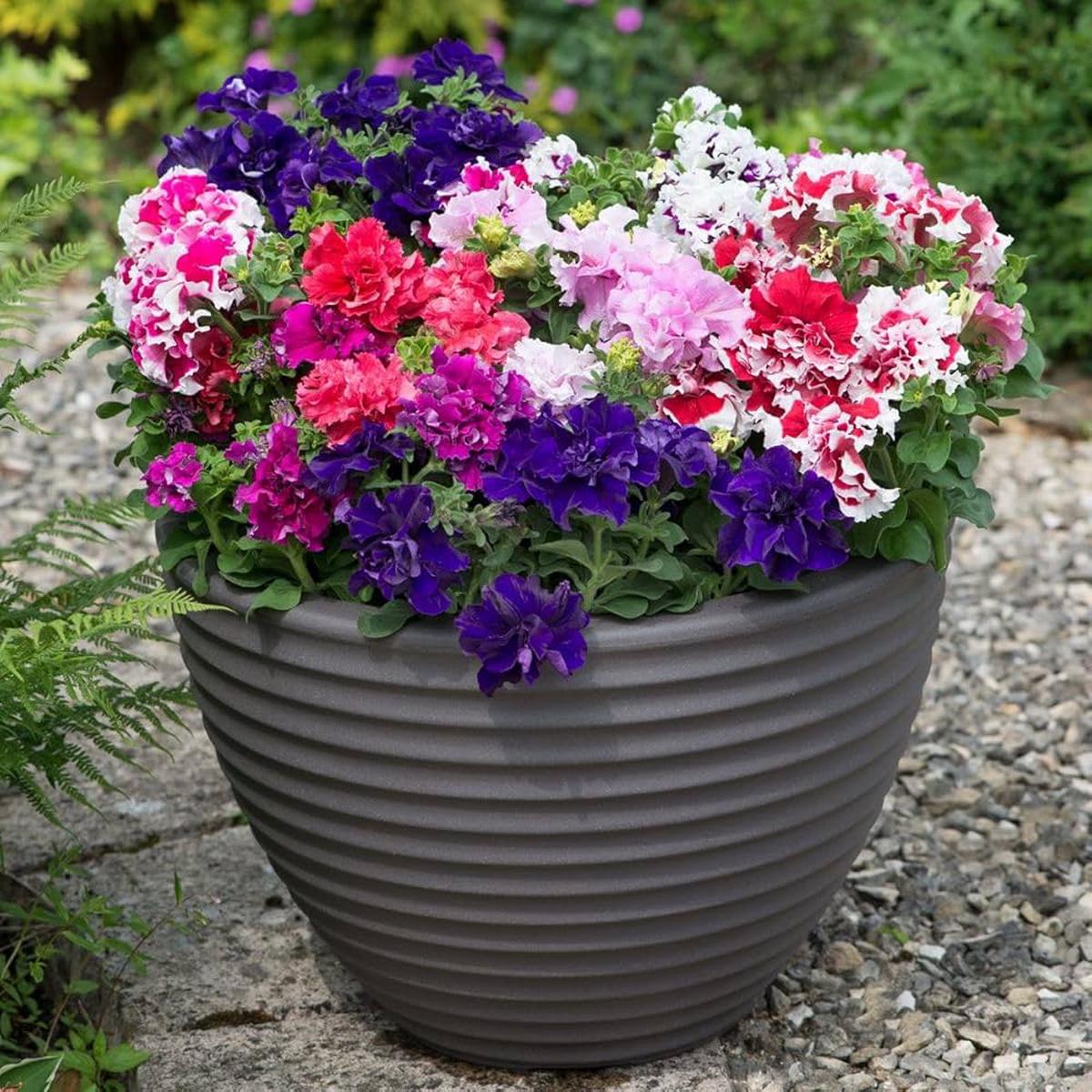 Double Petunia Flower Seeds for Planting  Heirloom Non-GMO, High Germination Organic Garden Seeds