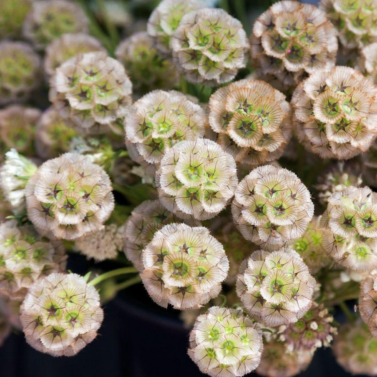 Drumstick Scabiosa Flower Seeds for Planting  Unique Globe-Shaped Garden Blooms