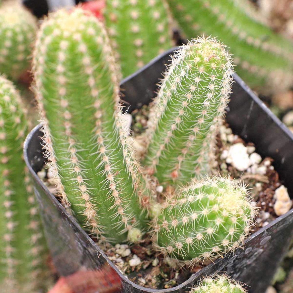 Echinopsis Chamaecereus Flower Seeds for Planting Fragrant Blossoms, Heirloom, Non-GMO, Organic Garden Seeds