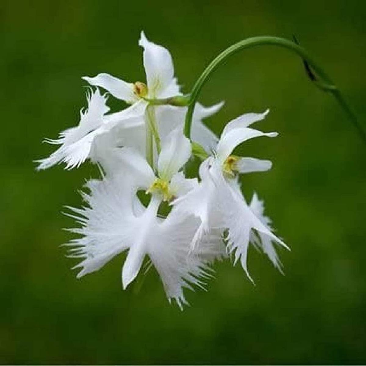 Egret Orchid Flower Seeds for Planting - Heirloom Non-GMO High Germination Organic Garden Seeds