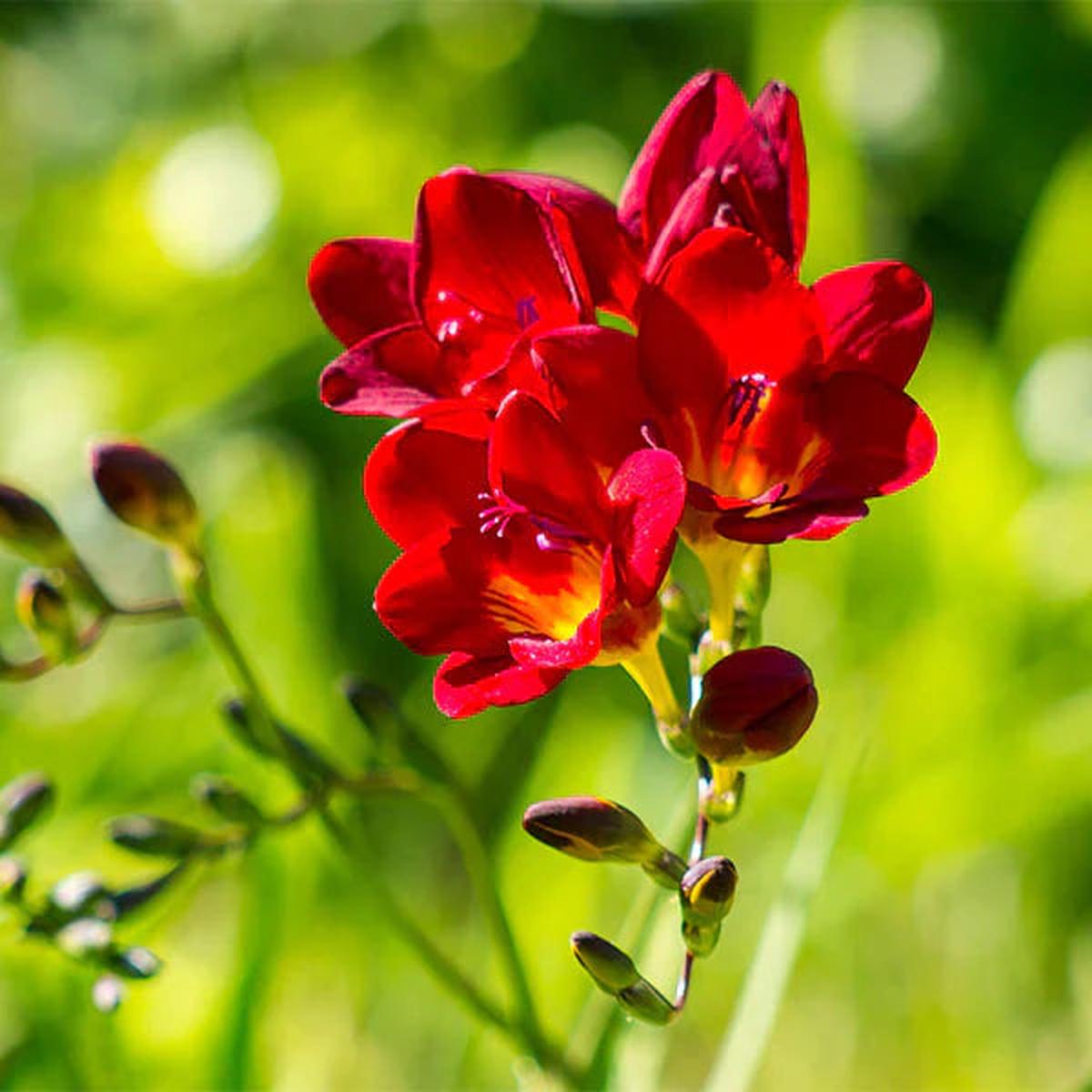 Freesia Flower seeds for Planting - Fragrant Blossoms, Heirloom & GMO Free Seeds for Home Garden
