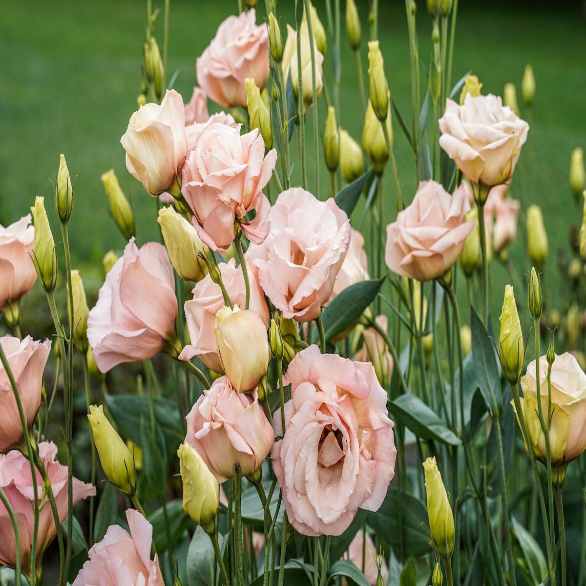 Fresh Lisianthus (Eustoma) Flower Seeds for Planting  Heirloom, Non-GMO, Easy to Grow, Annual Blooms